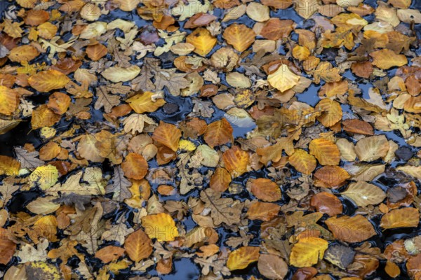 Autumn leaves, autumn-colored leaves floating on moor water, Osterwald, Zingst, Fischland-Darß-Zingst, Western Pomerania Lagoon Area National Park, Mecklenburg-Western Pomerania, Germany