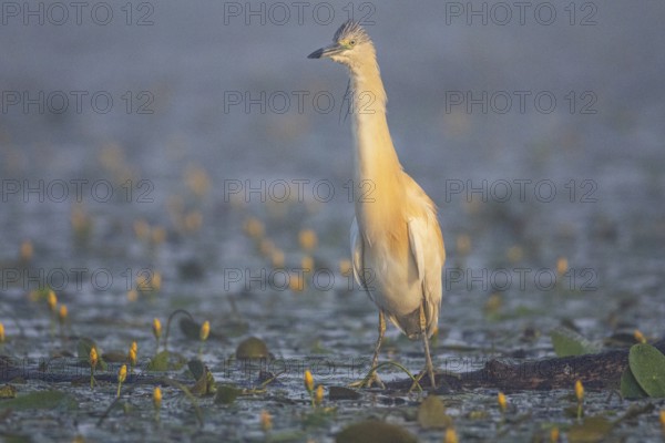 Squacco Heron (Ardeola ralloides) in the fog Hungary