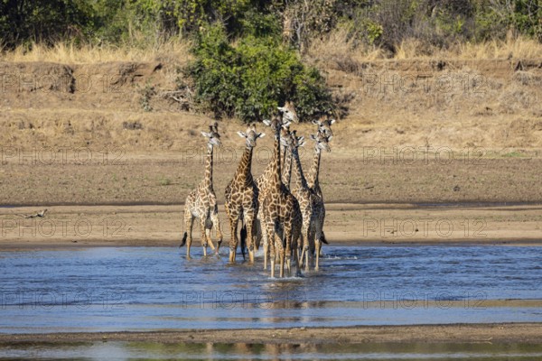 Thornicroft's Giraffe (Giraffa camelopardalis thornicrofti) crossing Luangwa River Zambia August