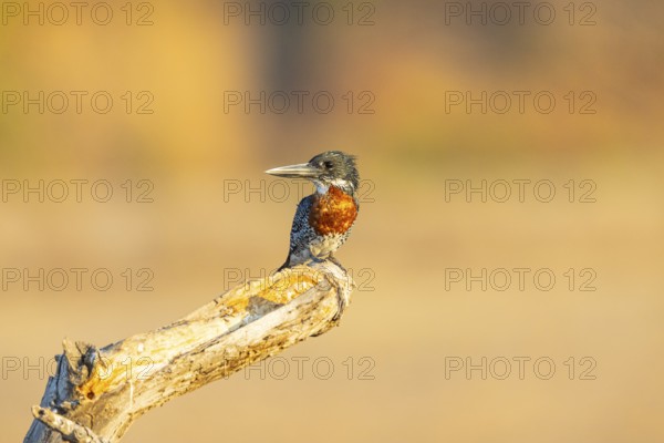 Giant kingfisher (Alcedo atthis) Zambia August