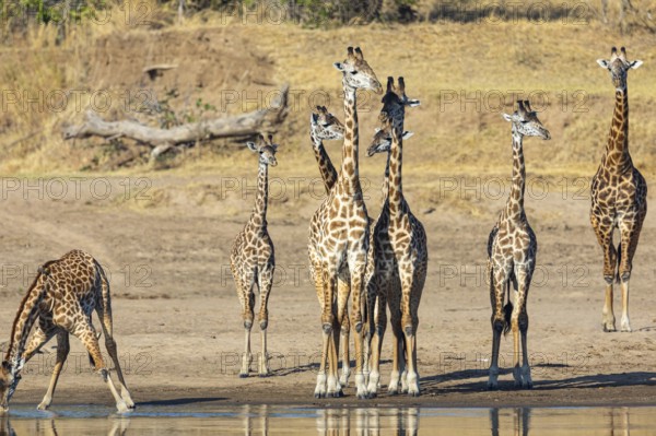Thornicroft's Giraffe (Giraffa camelopardalis thornicrofti) Luangwa River valley Zambia August