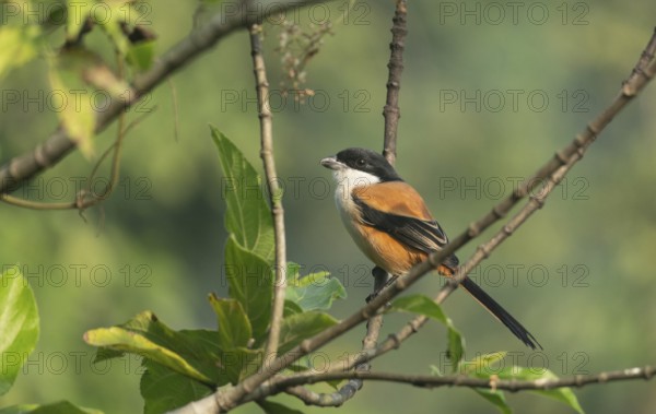 A long-tailed shrike or rufous-backed shrike (Lanius schach) sits on a tree branch, Sreepur, Gazipur, Bangladesh