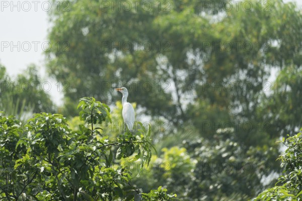A Cattle Egret (Bubulcus ibis) sits on a branch of a mango tree, Sreepur, Gazipur, Bangladesh