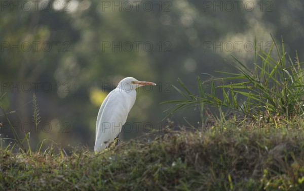 A Cattle Egret (Bubulcus ibis), Sreepur, Gazipur, Bangladesh