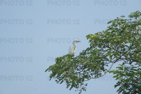 A Cattle Egret (Bubulcus ibis) sits on a branch of a tree, Sreepur, Gazipur, Bangladesh