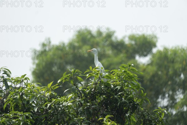 A Cattle Egret (Bubulcus ibis) sits on a high branch of a mango tree, Sreepur, Gazipur, Bangladesh
