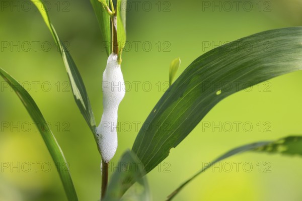 Foam or spittle nest created by a spittlebug larva on a plant stem, Sreepur, Gazipur, Bangladesh