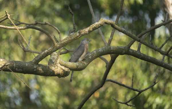 A common hawk-cuckoo (Hierococcyx varius), Sreepur, Gazipur, Bangladesh