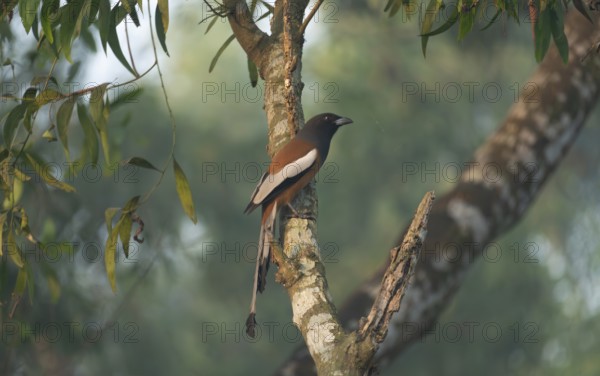 A rufous treepie (Dendrocitta vagabunda), Sreepur, Gazipur, Bangladesh