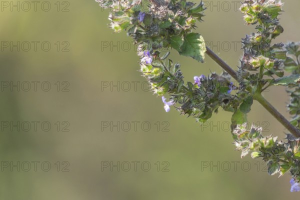 Close-up of a Mesosphaerum suaveolens (Hyptis suaveolens) plant stem with a lush green blurred background, Sreepur, Gazipur, Bangladesh
