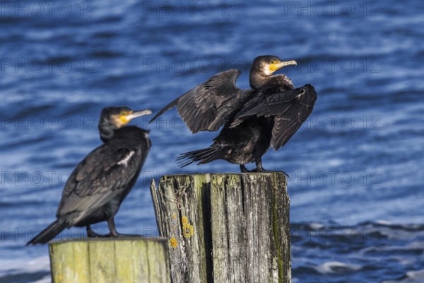 Cormorants (Phalacrocorax carbo) sitting on groynes, Fischland-Darß-Zingst, Baltic Sea, Mecklenburg-Western Pomerania, Germany