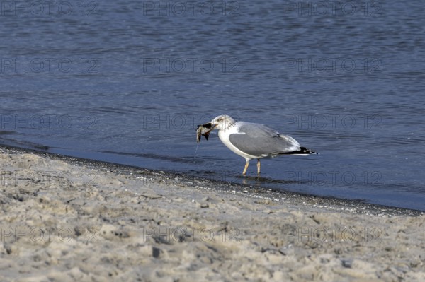 Seagull (Larinae) on the beach, eating a fish, Fischland-Darß-Zingst, Baltic Sea, Mecklenburg-Western Pomerania, Germany