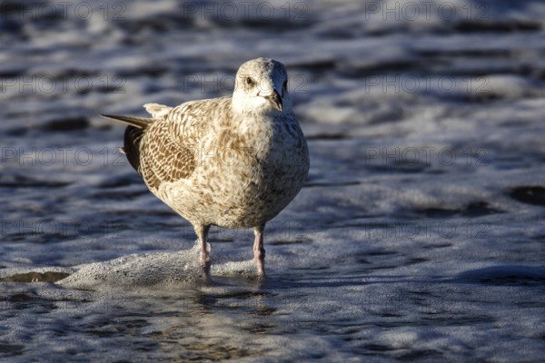 Herring Gull (Larus argentatus), on the beach, Fischland-Darß-Zingst, Baltic Sea, Mecklenburg-Western Pomerania, Germany