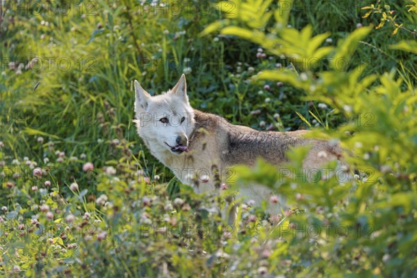 A timber wolf (Canis lupus lycaon) stands in backlight on a sunny day in dense green vegetation in a clearing. NE USA