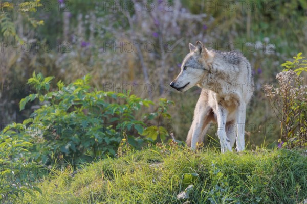 A timber wolf (Canis lupus lycaon) stands on a sunny day on its lookout in a clearing. NE USA