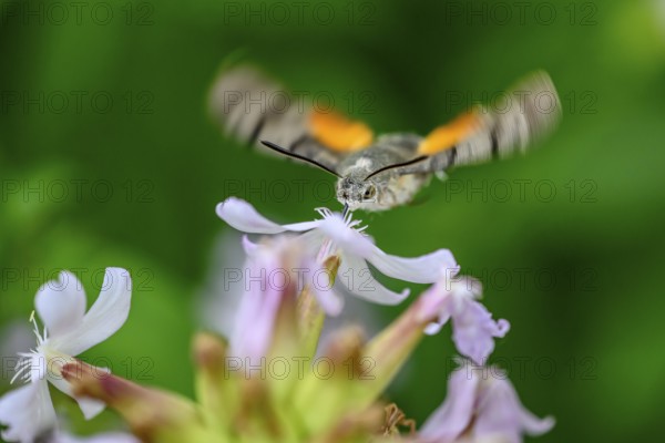 A dove tail (Macroglossum stellatarum) flies near pink flowers of soapwort (Saponaria officinalis) in a lively and spring-like environment, Dümmerniederung, Diepholzer Moorniederung, Lower Saxony, Germany