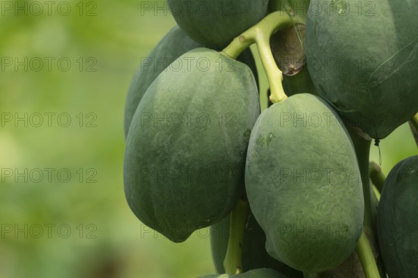 Cluster of green papayas hanging on a tree, emphasizing natural growth and tropical agriculture, Sreepur, Gazipur, Bangladesh