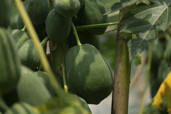 Close-up of green papayas growing on trees surrounded by lush leaves in a tropical setting, Sreepur, Gazipur, Bangladesh
