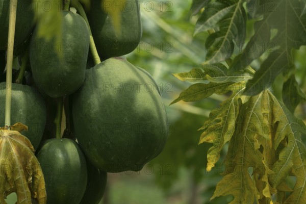 Several green papayas on a tree with surrounding leaves showing different stages of development, Sreepur, Gazipur, Bangladesh
