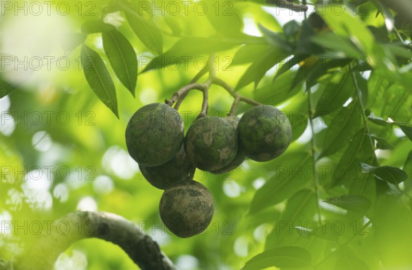 Spondias mombin fruit hanging on the tree, Sreepur, Gazipur, Bangladesh