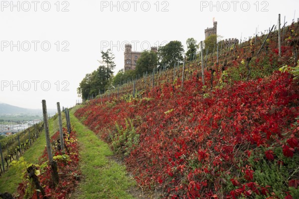 Castle and autumnal vineyards, Ortenberg Castle, Ortenberg, Kinzigtal, Ortenau, Black Forest, Baden-Württemberg, Germany