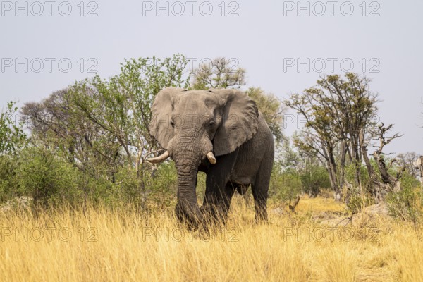 Elephant (Loxodonta africana) in dry grass, bull, Xakanaxa, Moremi Game Reserve, Botswana