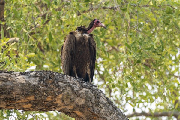 Black-capped vulture (Necrsoyrtes monachus) sitting on a branch, Xakanaxa, Okavango Delta, Moremi Game Reserve, Botswana