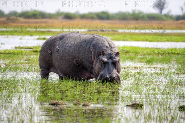 Hippopotamus (Hippopatamus amphibius), grazing in the shallow water of a lake, Okavango Delta, Moremi Game Reserve, Botswana