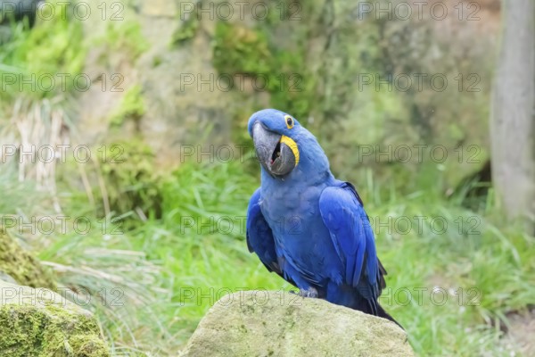 A hyacinth macaw (Anodorhynchus hyacinthinus) sits on a rock lying on a green meadow. Central and eastern South America