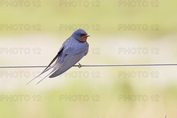 Barn Swallow (Hirundo rustica) sitting on a pasture fence, wildlife, animals, birds, swallows, migratory bird, Ochsenmoor, Dümmer See nature park Park, Hüde, Lower Saxony, Germany