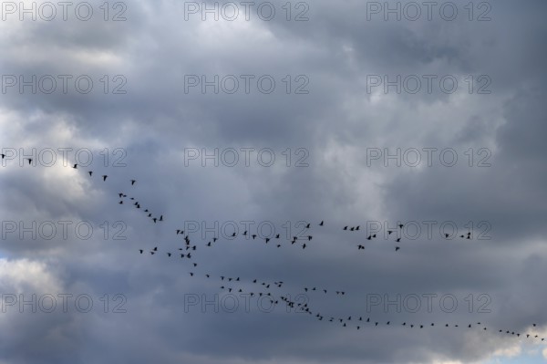 Wild geese (Anser anser) flying in formation under rain clouds (Nimbostratus) at the Darß, Mecklenburg-Vorpommern, Germany