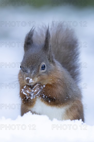 Red squirrel (Sciurus vulgaris) adult animal feeding on a nut in snow in winter, England, United Kingdom