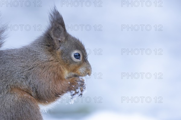 Red squirrel (Sciurus vulgaris) adult animal feeding on a nut in snow in winter, England, United Kingdom