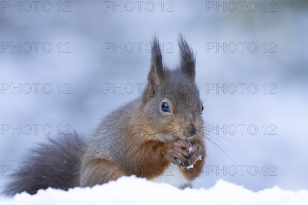 Red squirrel (Sciurus vulgaris) adult animal eating a hazel nut in snow in winter, England, United Kingdom
