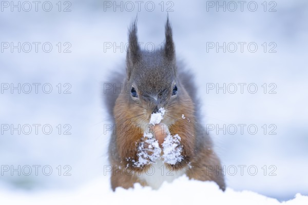 Red squirrel (Sciurus vulgaris) adult animal feeding on a hazel nut in snow in winter, England, United Kingdom