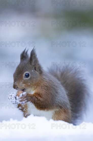 Red squirrel (Sciurus vulgaris) adult animal feeding on a hazel nut in snow in winter, England, United Kingdom