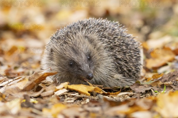 European hedgehog (Erinaceus europaeus) adult animal on fallen autumn leaves, England, United Kingdom