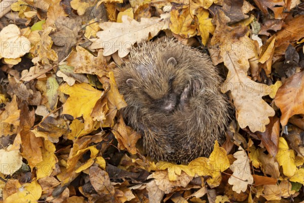European hedgehog (Erinaceus europaeus) adult animal sleeping on fallen autumn leaves, England, United Kingdom