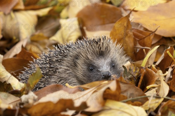 European hedgehog (Erinaceus europaeus) adult animal amongst fallen autumn leaves, England, United Kingdom