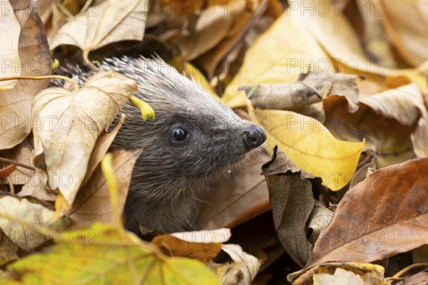 European hedgehog (Erinaceus europaeus) adult animal emerging from fallen autumn leaves, England, United Kingdom