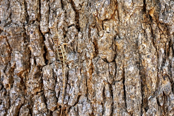 A lizard camouflages itself on brown, textured tree bark, Oriental garden agama (Calotes versicolor) in Yala National Park Sri Lanka