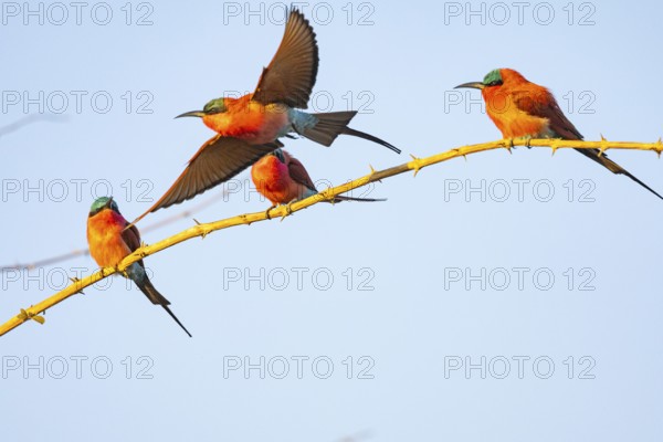 Carmine Bee-eater (Merops nubicus) South Luangwa NP Zambia August