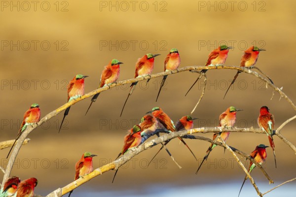 Carmine Bee-eater (Merops nubicus) Gathering at thebreeding ground South Luangwa NP Zambia August