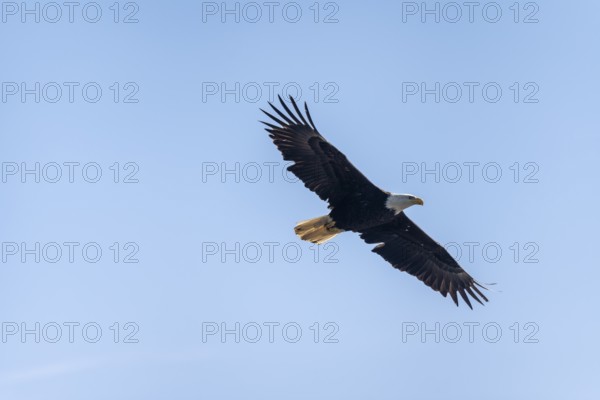 Bald eagle (Haliaeetus leucocephalus) in flight, Anchor Point at Cook Inlet, Anchor River State Recreation Area, Alaska, USA