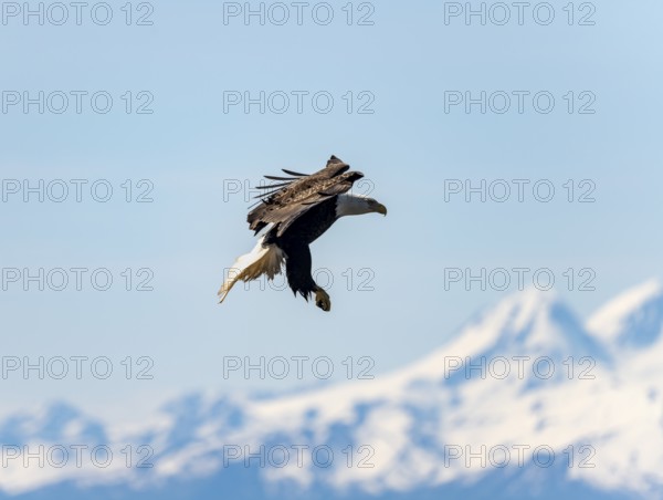 Bald eagle (Haliaeetus leucocephalus) in flight, Anchor Point at Cook Inlet, white mountain peaks of the Aleutian chain in the background, Anchor River State Recreation Area, Alaska, USA