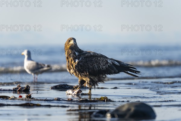 Bald eagle (Haliaeetus leucocephalus) on the beach with prey, Anchor Point, Cook Inlet, Anchor River State Recreation Area, Alaska, USA