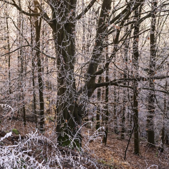 Wintery forest with hoarfrost on Königstuhl mountain, Rhein-Neckar district, Baden-Württemberg, Germany