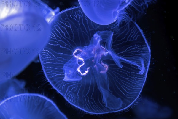 Jellyfish, moon jellyfish (Aurelia aurita) in the Ozeaneum, Hanseatic city of Stralsund, Mecklenburg-Western Pomerania, Germany