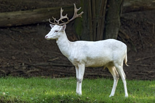White shovel deer, fallow deer (dama dama), young animal, calf, white fur due to leucism gene mutation, no albino, male with antlers on a meadow at the edge of a forest, Vogelsberg, Büdingen Wildlife Park, Wetterau, Hesse, Germany