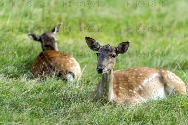 Dams (dama dama) Bald deer, hinds, resting on a meadow at the edge of the forest, Vogelsberg, Büdingen Game Park, Wetterau, Hesse, Germany